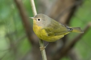 Nashville Warbler (1st fall) 110.jpg