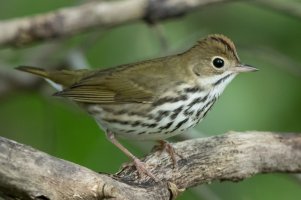 Ovenbird (1st fall) 108.jpg