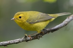 Wilson's Warbler (1st fall) 110.jpg