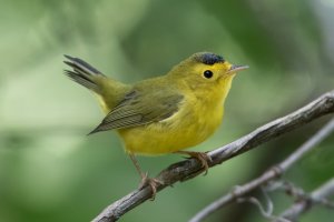 Wilson's Warbler (male-fall) 100.jpg