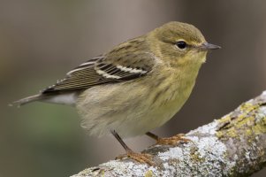 Blackpoll Warbler (1st fall) 126.jpg