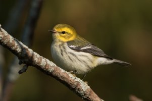 Black-throated Green Warbler (1st fall) 101.jpg
