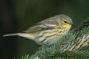 Cape May Warbler (female-fall) 104.jpg