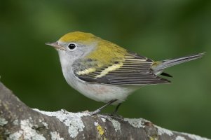 Chestnut-sided Warbler (1st fall) 108.jpg