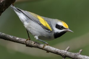Golden-winged Warbler (male-fall) 102.jpg