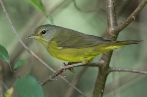 Mourning Warbler (female-1st fall) 100.jpg