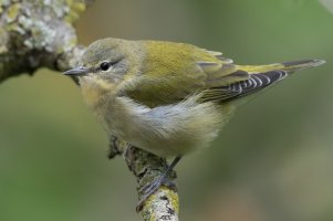 Tennessee Warbler (female-fall) 102.jpg