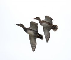 IMG_3580_Gadwalls_flying_1_small.jpg