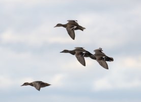 IMG_3667_Gadwalls_flying_small.jpg