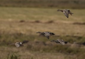 IMG_3670_Gadwalls_flying_small.jpg