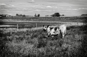 Outside the fence.jpg