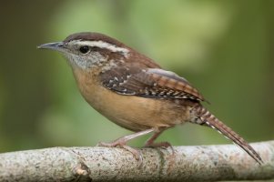 Carolina Wren (male) 107.jpg