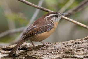 Carolina Wren (male) 108.jpg