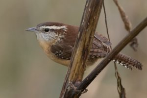 Carolina Wren (male) 109.jpg