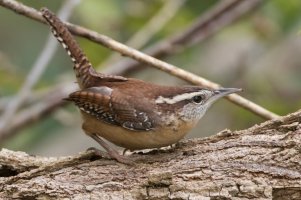 Carolina Wren (male) 110.jpg