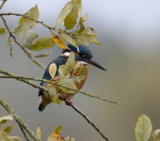 IMG_4119_kingfisher_Kingfisher.jpg