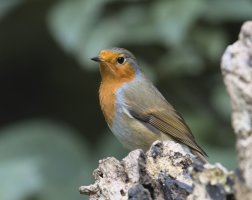 IMG_4244_robin_robin_reduced.jpg