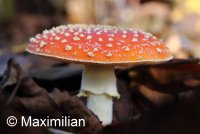 fly_agaric.JPG