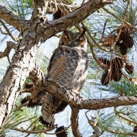 3Q7A5596-DxO_great_horned_owl copy.jpg