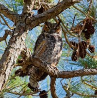 3Q7A5596-DxO_Great_Horned_Owl-1.jpg