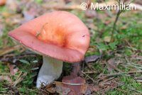 mushroom1.JPG