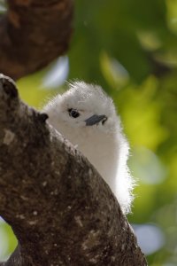 Gygis alba - White Tern 4_DxO.jpg