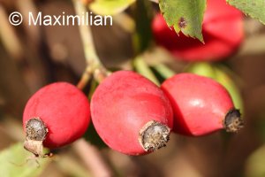 rosehip.JPG