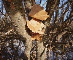 _DSF2697 copy-Edit.jpg