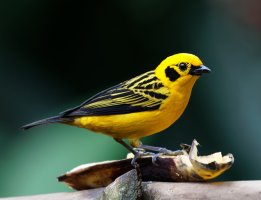 2B4A2760-DxO_golden_tanager.jpg