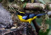 2B4A2988-DxO_blue-winged_mountain_tanager.jpg