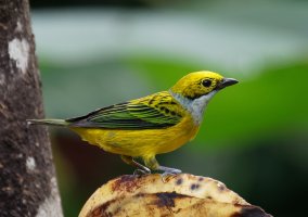2B4A2663-DxO_silverthroated_tanager.jpg