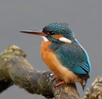 3Q7A7207-DxO_Female_kingfisher_vvvvs.jpg