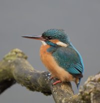 3Q7A7207_Kingfisher_conservative_demosaicing.jpg