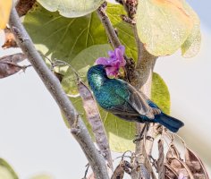 IMG_6055_palestinian_sunbird_1.jpg