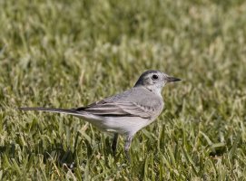 IMG_6101_white_wagtail.jpg