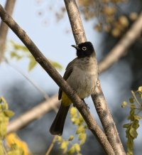 IMG_6036_white_spectacle_bulbul_s.jpg