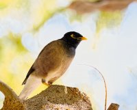 IMG_6109_mynah+s_small.jpg