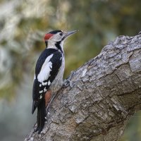 IMG_6124_syrian_woodpecker_small.jpg