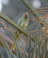 IMG_6195_rose-ringed_parakeet.jpg