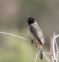 3Q7A9928-DxO_white-spectacled-bulbul_60l.jpg