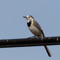 3Q7A9936-DxO_white-wagtail-2ls.jpg