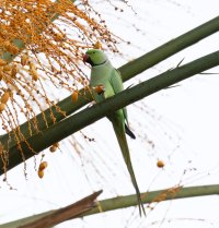 3Q7A9982-DxO_rose-ringed-parakeet_eating.jpg