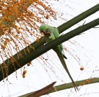 3Q7A9989-DxO_rose-ringed-parakeet_eating_foot_mouth.jpg