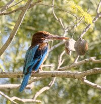 IMG_6303_whitethroated_kingfisher.jpg