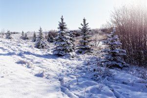 _MG_9948_DxO copy.jpg