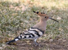 IMG_6354_Hoopoe+10_small.jpg
