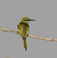 IMG_7921_european_beeeater.jpg