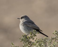 IMG_8014_blackstart.jpg