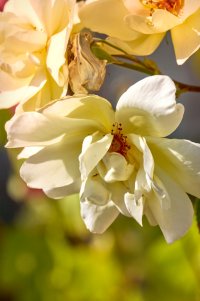 _DSF1994 copy-Edit.jpg