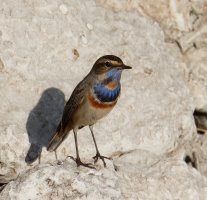 3Q7A0337-DxO_bluethroat.jpg